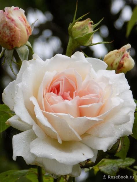 Nacque un nuovo gruppo di rose che si chiamò bourbon rose. Sebastian Kneipp | Fiori, Rose, Giardinaggio