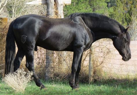 Palomino Vi Dove Black Pre Stallion Alter Real Friesian Horse