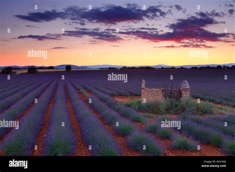 Lavender Field At Sunset Provence France Stock Photo Alamy