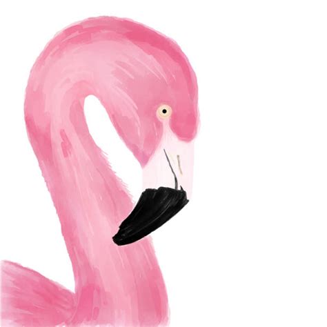 Flamingo Head Drawing