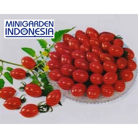 Jual Mgi Benih Tomat Cherry Merah Hibrida Rojita Known You Seed F