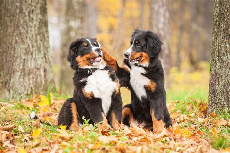 How To Choose Another Dog Choosing The Right Dog For You