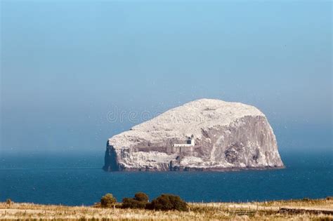 Bass Rock In East Lothian Scotland Stock Photo Image Of Island
