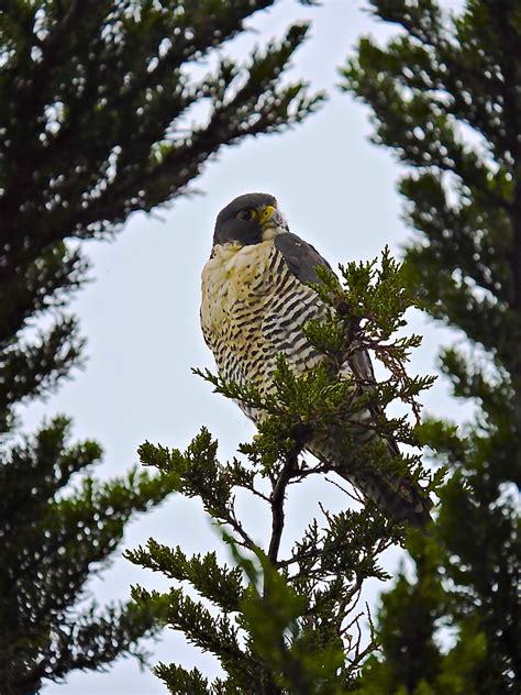 A Peregrine Falcon is a great sighting. - Mendonoma Sightings