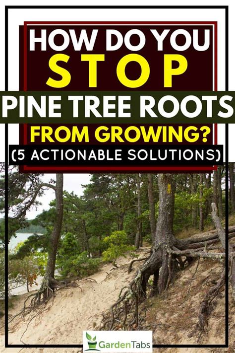 Growing pains may be a signal from that body that nutrition needs supported. How Do You Stop Pine Tree Roots From Growing? [5 ...