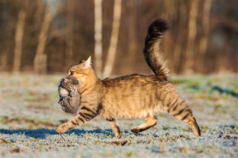 Why do cats put down their ears? Why Do Cats Carry Their Kittens By The Scruff | Cat-World