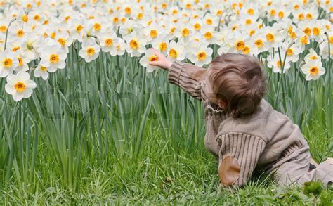 A Little Boy Playing In A Daffodil Stock Image Colourbox
