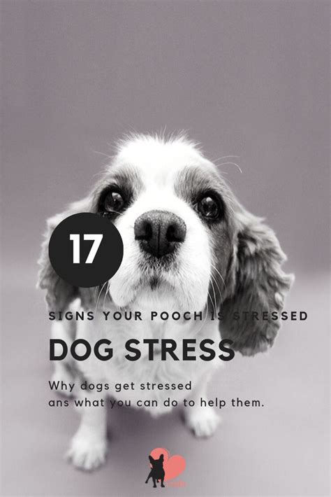 Dog Stress 17 Signs Your Pooch Is Stressed And What To Do Dog Stress