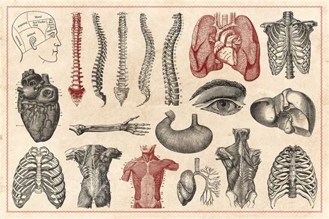 Vintage Anatomy Vectors Medical Drawings Anatomy Art Human