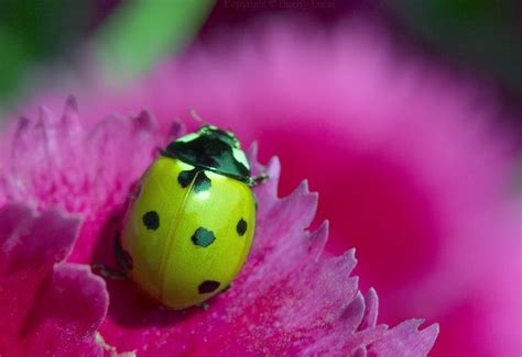 A Green Ladybird By Thierry Lucas Ladybird Green Bug Ladybug