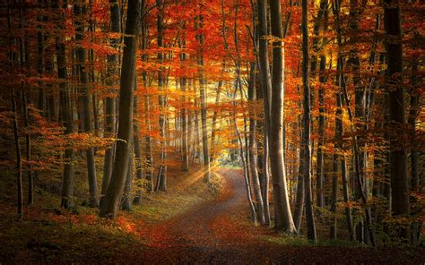 Sfondi Luce Del Sole Alberi Paesaggio Colorato Foresta Autunno