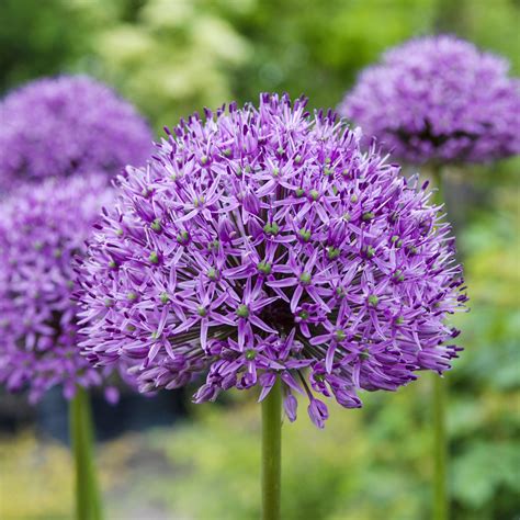 Allium Aflatunense Bulbs Purple Flowering Onion Easy To Grow Bulbs