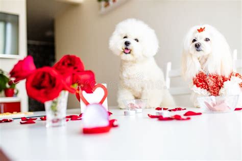 Cute Two Funny White Dogs Are Sitting At Served Dining Table Indoors