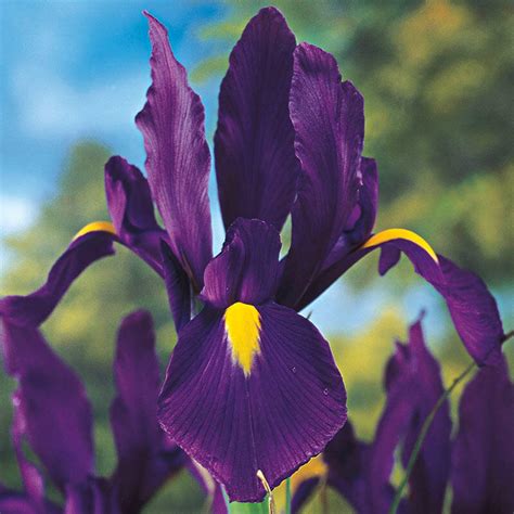 Shop Purple Tall Dutch Iris At Brecks