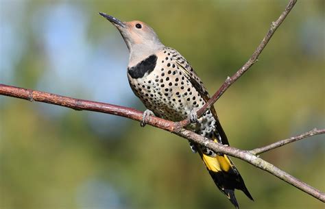 8 Species Of Woodpecker In Vermont Bird Advisors