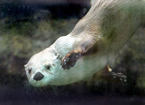 Otter Jacksonville Zoo And Gardens Photo Kc Ross Jacksonville Zoo