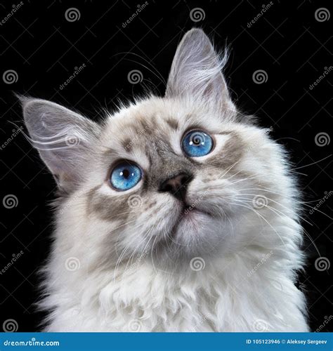 Funny White Fluffy Blue Eyed Cat Isolated On Black Stock Photo Image