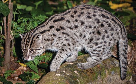 Cat With Spots Wild Cat Meme Stock Pictures And Photos