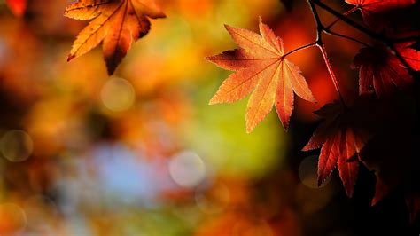 Download Wallpaper 1920x1080 Autumn Leaves Nature Full Hd Background