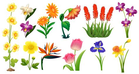 Beautiful Wild Flowers on White ackground 445414 Vector Art at Vecteezy