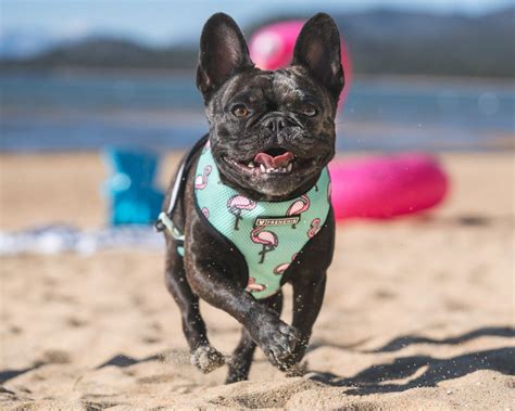 Frenchie Reversible Harness - BEVERLY PALMS | French bulldog puppies ...