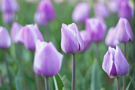 Lilac Tulips Photograph By Arata Photography Fine Art America