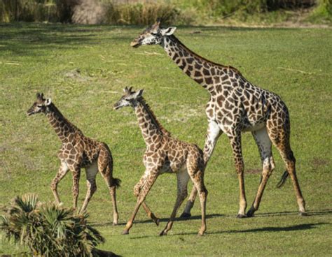 Two Baby Masai Giraffes Debut On Kilimanjaro Safaris Savanna At Disney