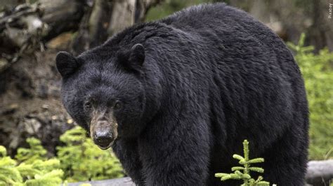 Bear Euthanized After Repeatedly Entering Colorado Springs Home