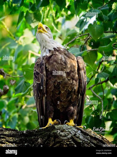 American Bald Eagle Stock Photo Alamy