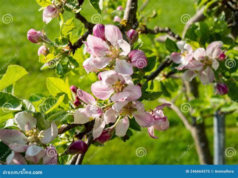 Apple Blossom Of An Apple Tree In Spring Stock Image Image Of Flower