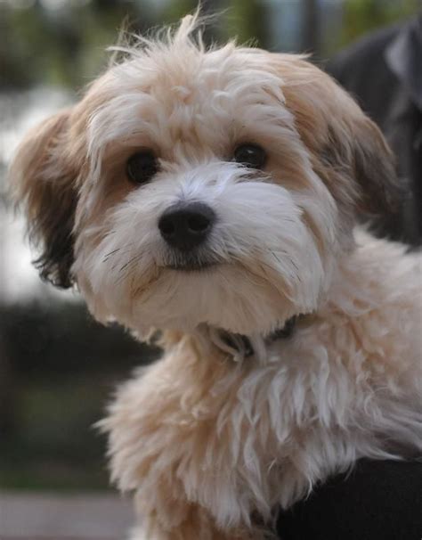 This can be a dangerous and costly mistake if the website turns out to be a scam or puppy mill. 106 best Havanese images on Pinterest | Baby puppies, Bichon frise and Havanese