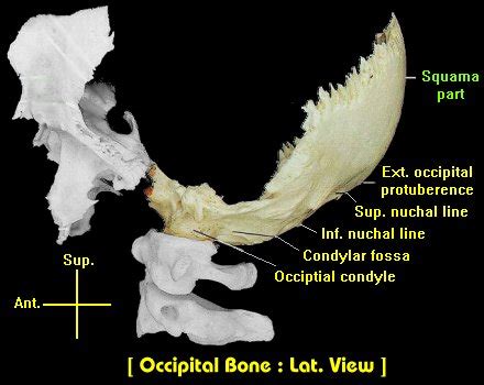 Occipital Bone By Asklepios Medical Atlas In Occipital Skull 17040