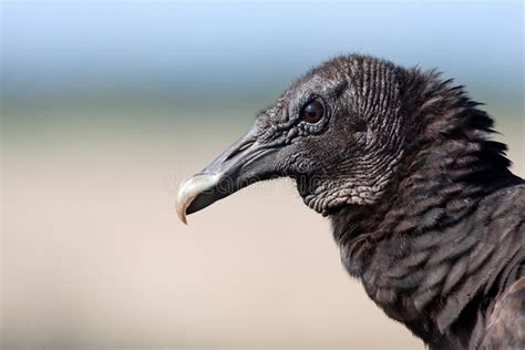 Black Vulture Stock Image Image Of Fauna Beautiful 14677023