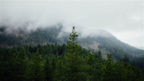 Forest Mountains Fog Trees Landscape 4k Hd Wallpaper