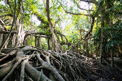 Premium Photo 100 Years Old Banyan Tree Root At Spring Forest Of The