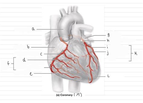 Coronary Veins And Arteries Diagrams Flashcards Quizlet