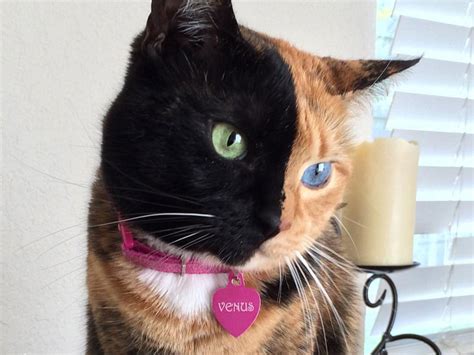 Meet Venus The Two Faced Cat And Internet Sensation Americas News