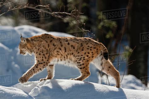 Portrait Of Eurasian Lynx Lynx Lynx Walking In Deep Snow Subspecies