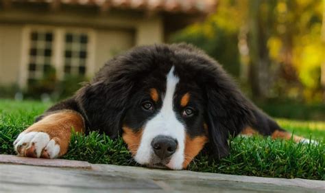 15 Best Dog Foods For Bernese Mountain Dogs 2019 Feeding Guide Bernese