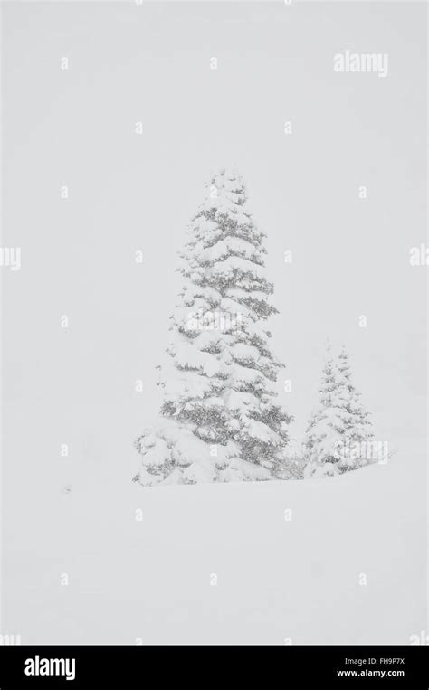 Two Spruce Trees Are The Only Thing Visible In Whiteout Conditions