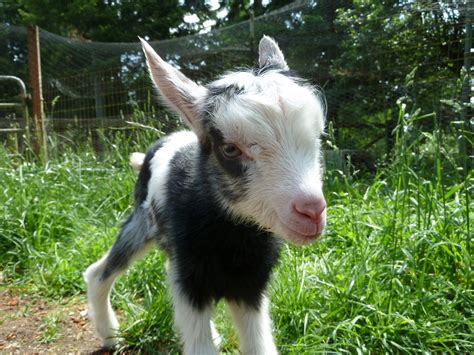Cute Goats Wallpapers Pictures Images
