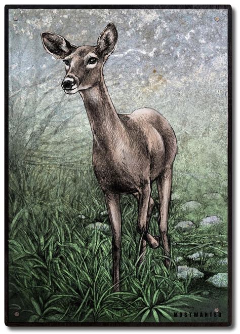 Doe Whitetail Deer Colored Pencil Drawing Artwork Transfer Etsy