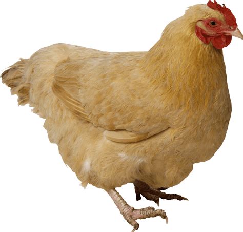 Fat Yellow Chicken Png Image Purepng Free Transparent Cc0 Png Image