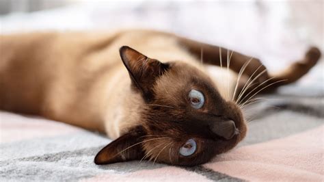Which Type Of Siamese Cat Is Right For You Flipboard
