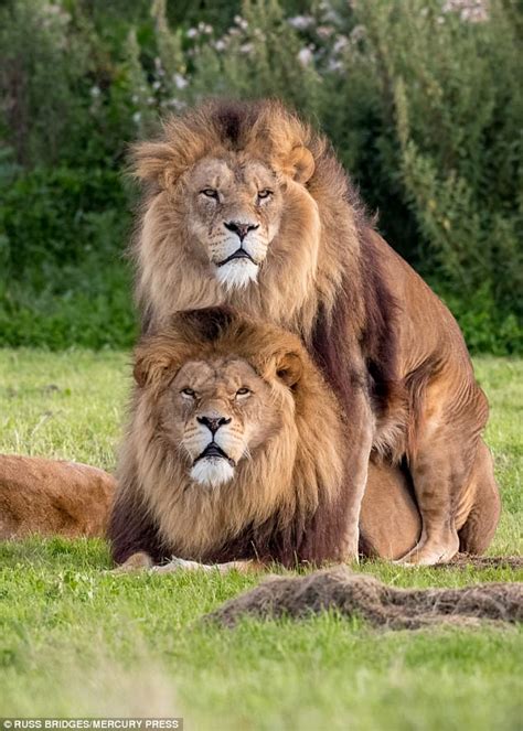 Wow Thats A Celebration Of Gay Pride Two Male Lions Engage In Mating Behavior As The Lioness