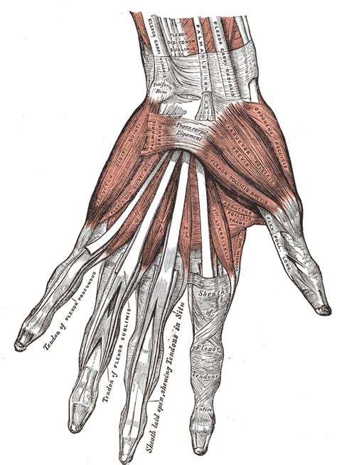 Figure Muscles And Ligaments Of The Statpearls Ncbi Bookshelf