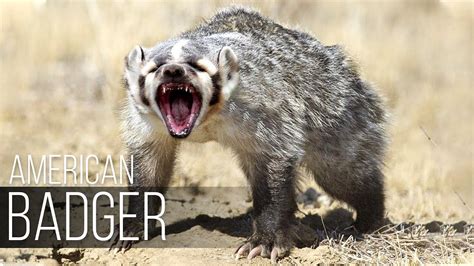American Badger Buries Cows And Befriends Coyotes Wolverine Will
