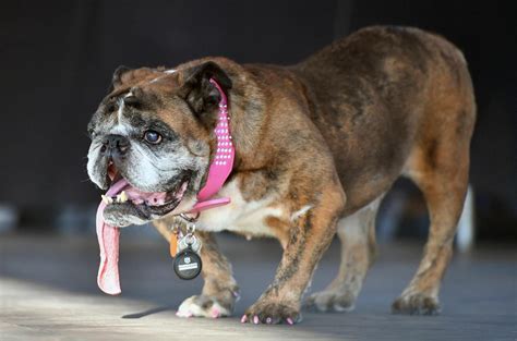 Meet The Worlds Ugliest Dog English Bulldog Zsa Zsa Iheart