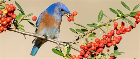 The 2 Bluebird Species Found In California Id Guide Bird Watching Hq