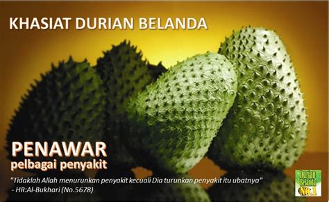 Hasilnya membuktikan bahawa daun dan batang kayu graviola. khasiat durian belanda, penawar kanser, buah durian ...
